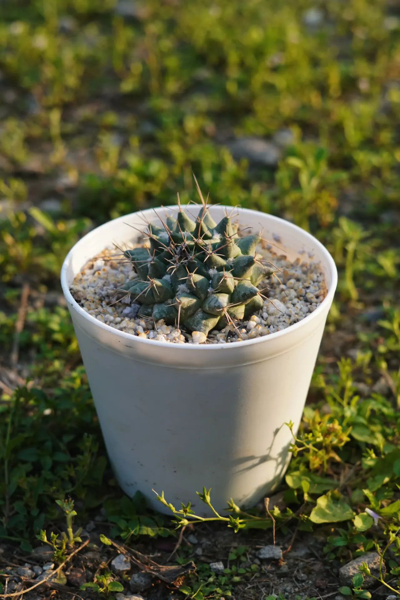 [027] Mammillaria Cactus – Mini Round Cactus Plant [Mammillaria polythele] (With pot)