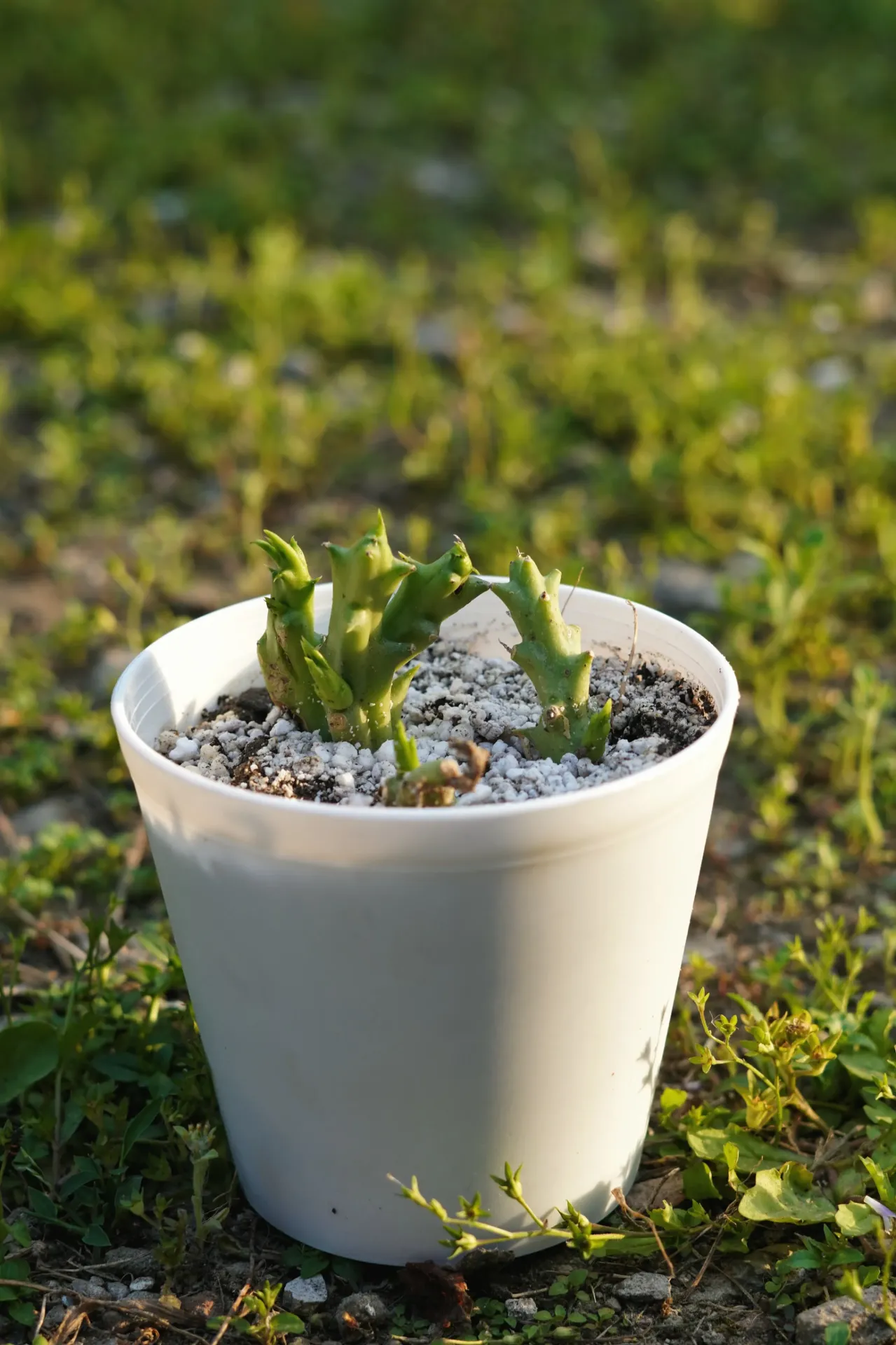 [043] Starfish Cactus – Rare Succulent Plant [Orbea variegata] (With pot)