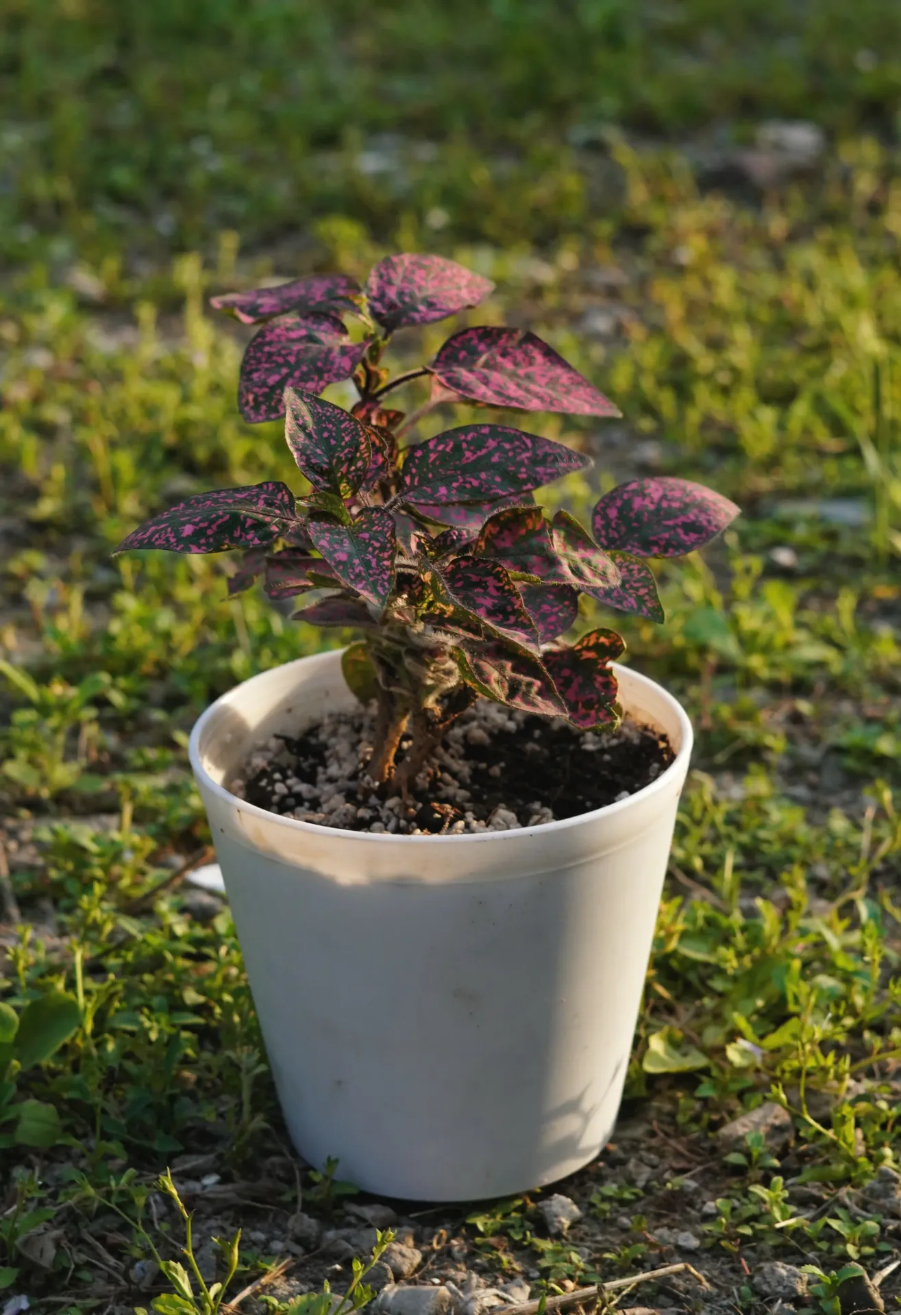 [031] Polka Dot Plant – Colorful Indoor Foliage Plant [Hypoestes phyllostachya] (With pot)