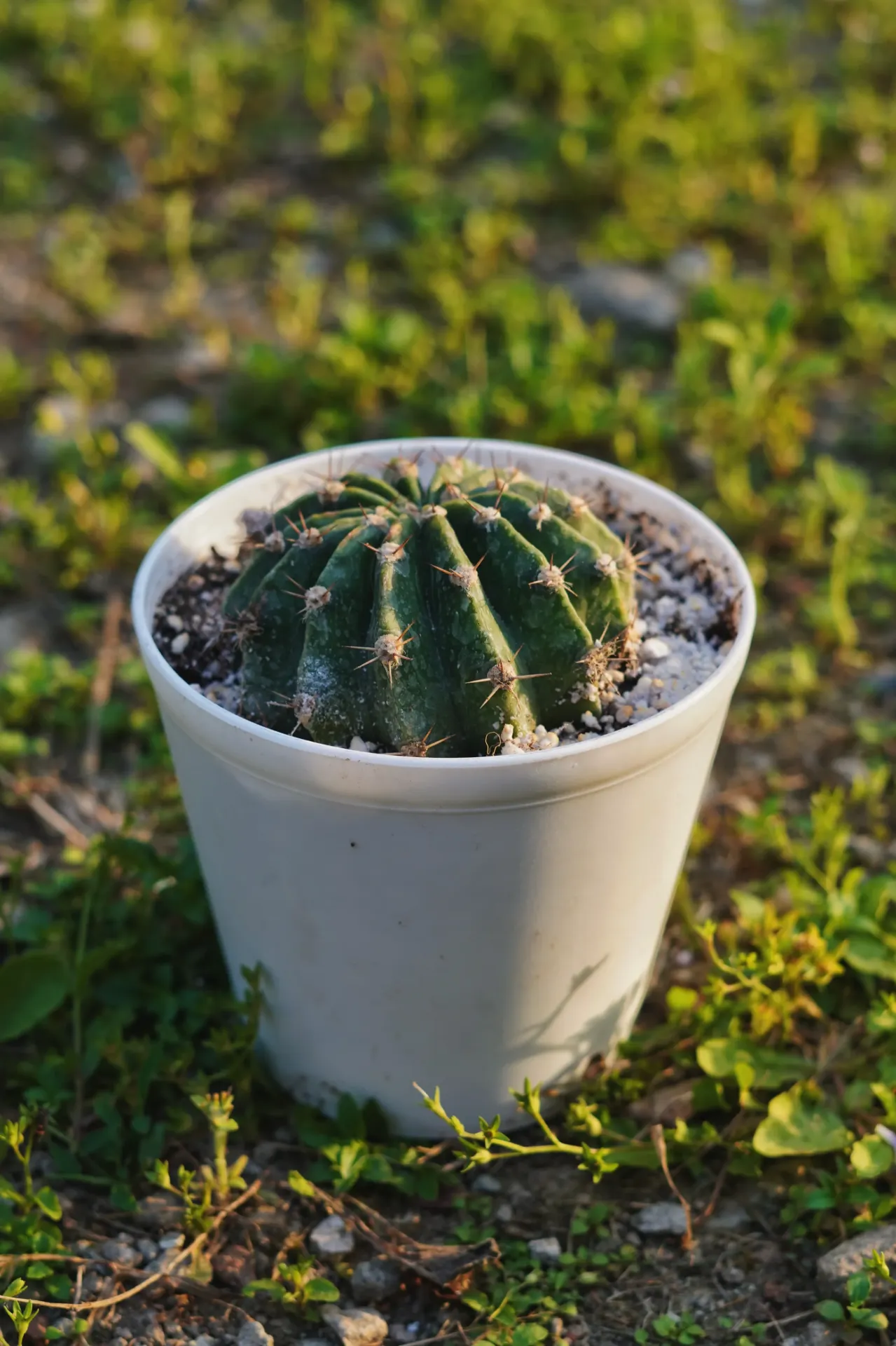 [017] Domino Cactus – Small Decorative Cactus Plant [Echinopsis oxygona] (With pot)