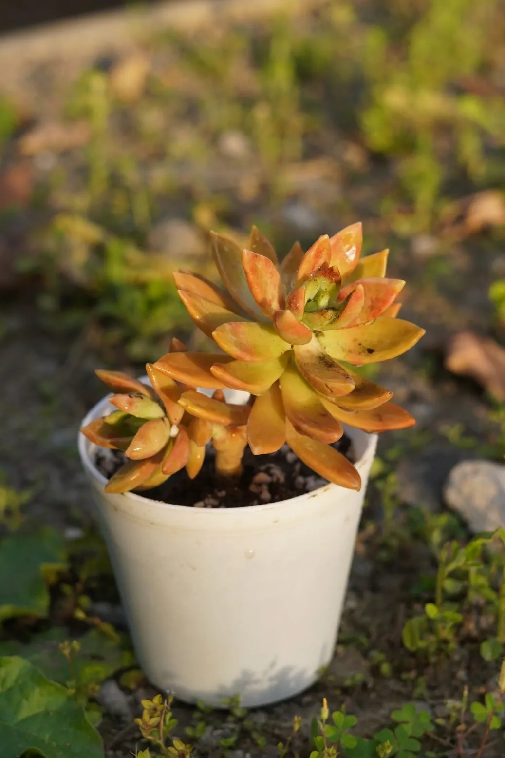 [055] Golden Sedum – Sun Loving Succulent Plant [Sedum adolphi] (With pot)
