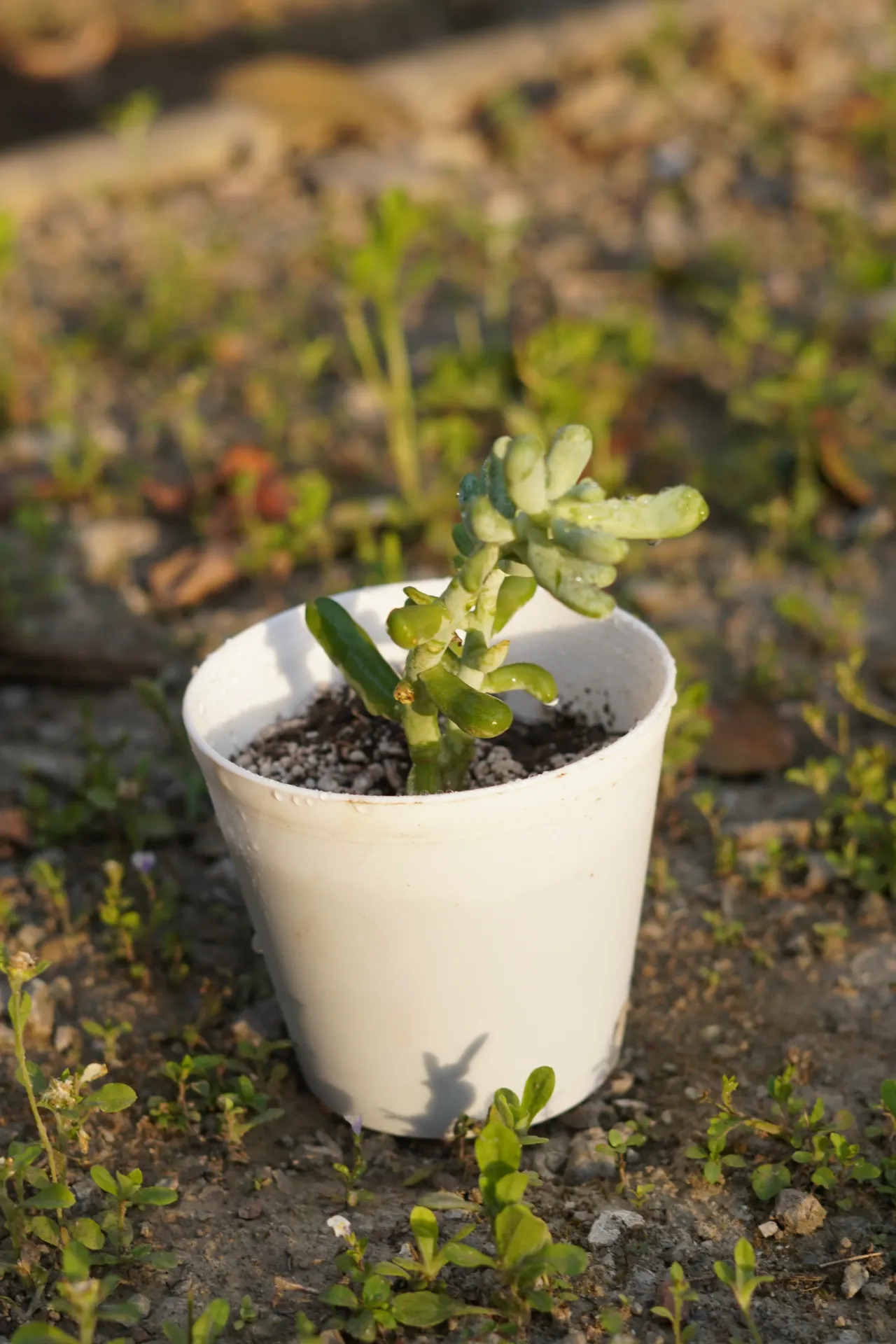 [059] Jelly Bean Sedum – Cute Succulent Plant [Sedum pachyphyllum] (With pot)