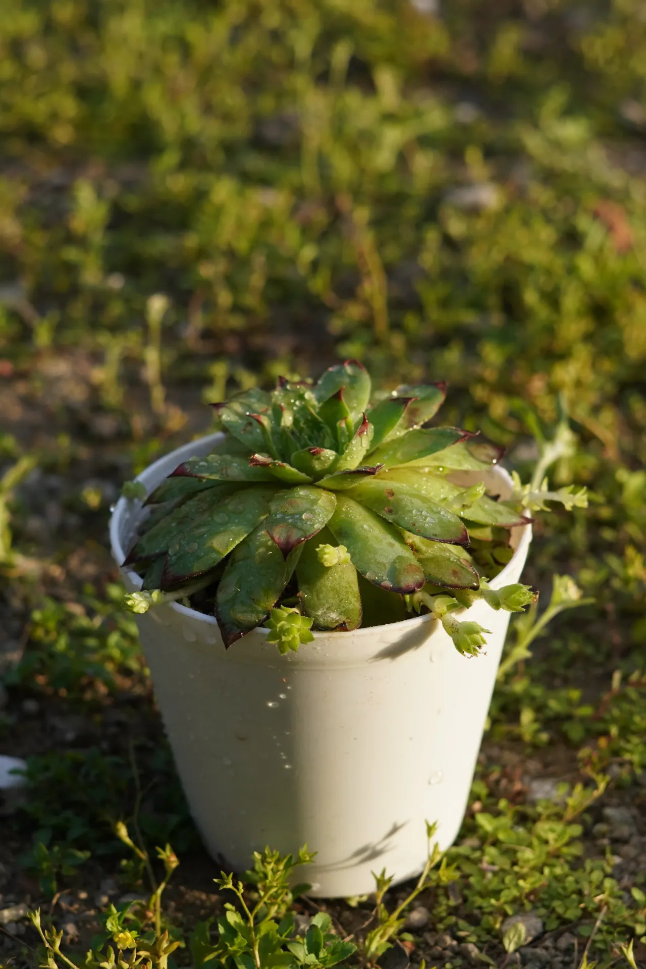 [061] Laxmi Kamal – Hardy Rosette Succulent Plant [Sempervivum tectorum] (With pot)