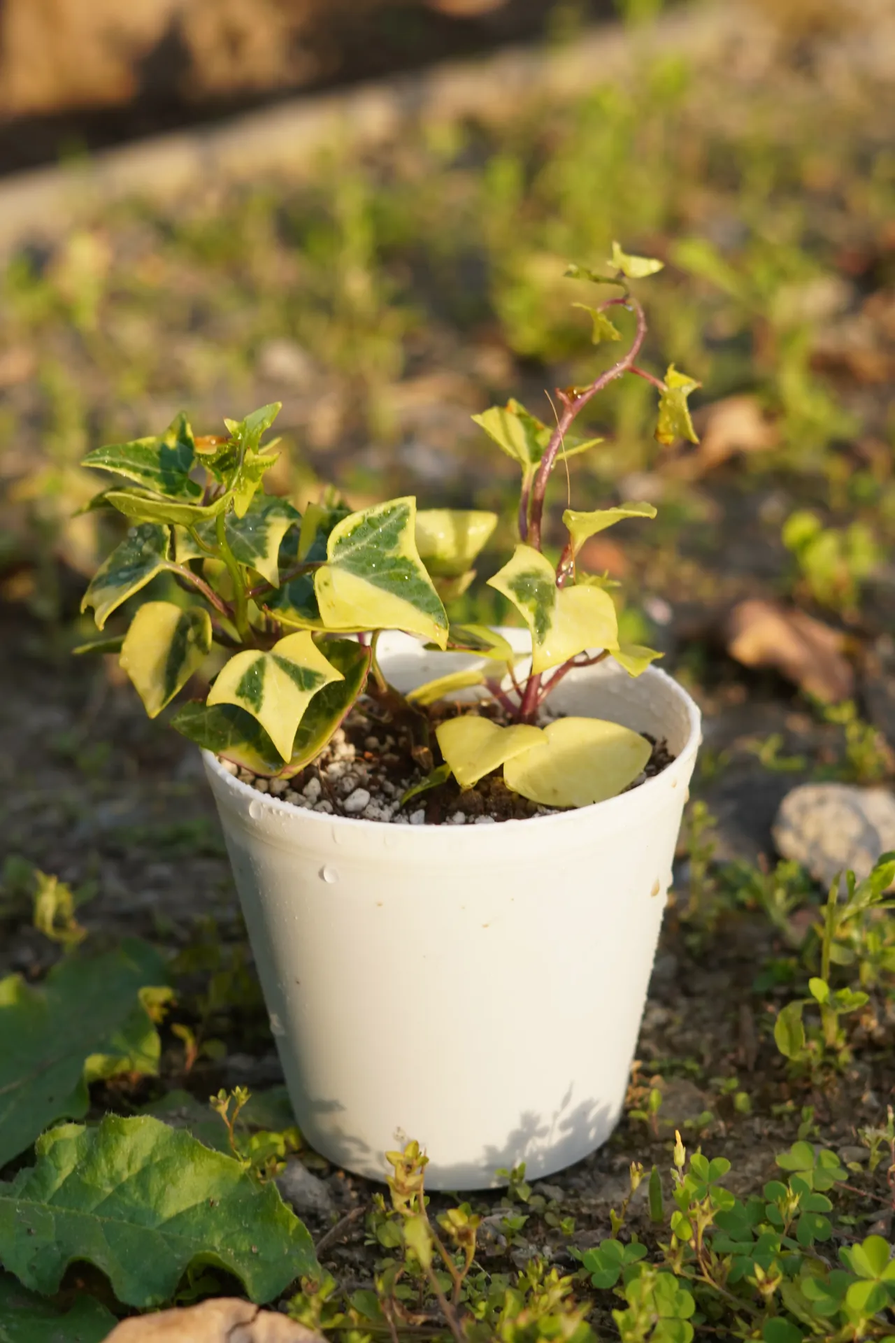 [067] Variegated Wax Ivy – Trailing Indoor Foliage Plant [Senecio macroglossus ‘Variegatus’] (With pot)