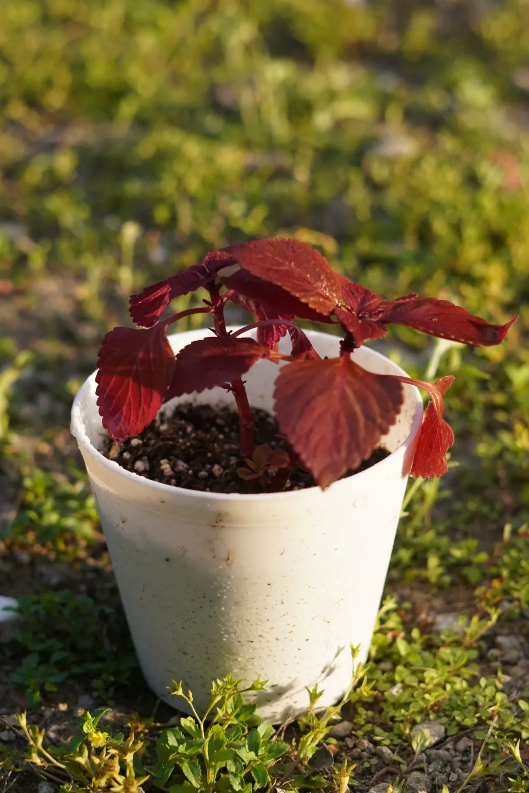 [065] Red Velvet Coleus – Colorful Foliage Plant [Coleus scutellarioides] (With pot)