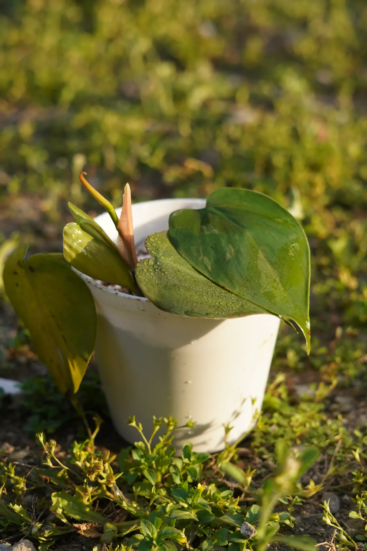 [053] Golden Pothos – Air Purifying Money Plant [Epipremnum aureum] (With pot)