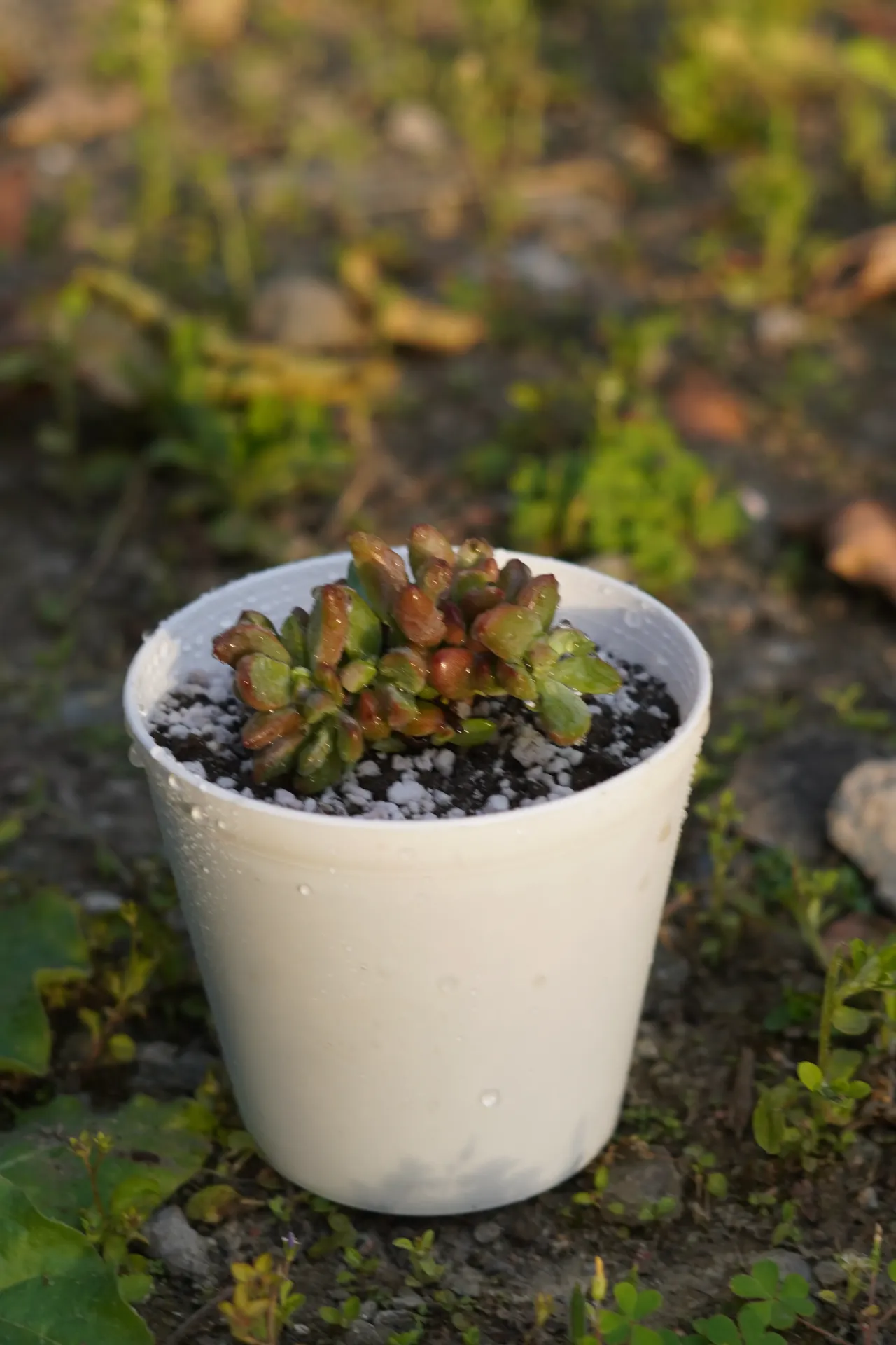 [051] Dwarf Aeonium – Mini Succulent Plant [Aeonium sedifolium] (With pot)