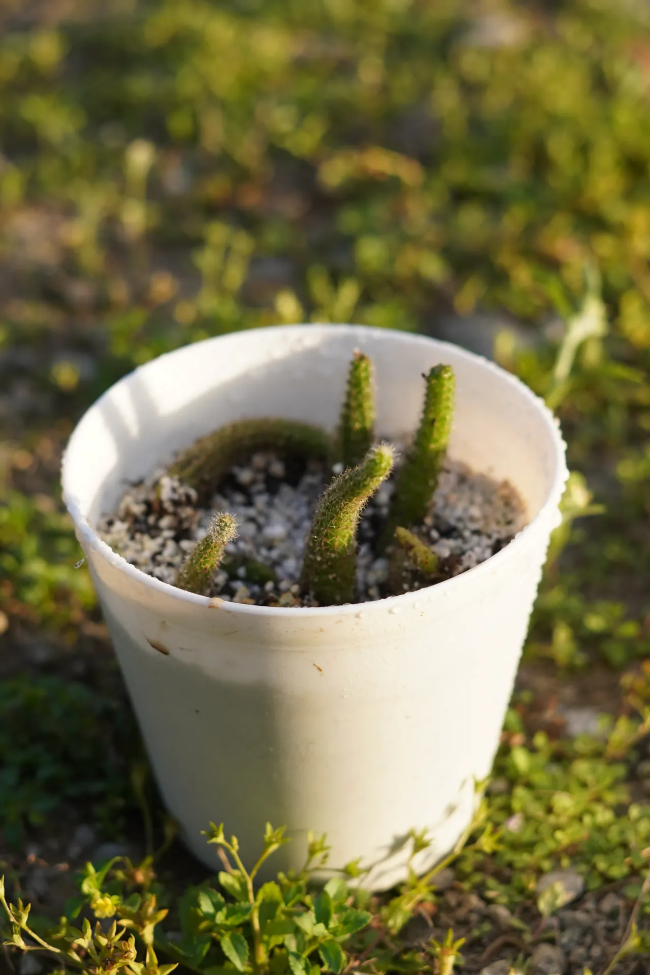 [063] Rat Tail Cactus – Hanging Cactus Plant [Aporocactus flagelliformis] (With pot)