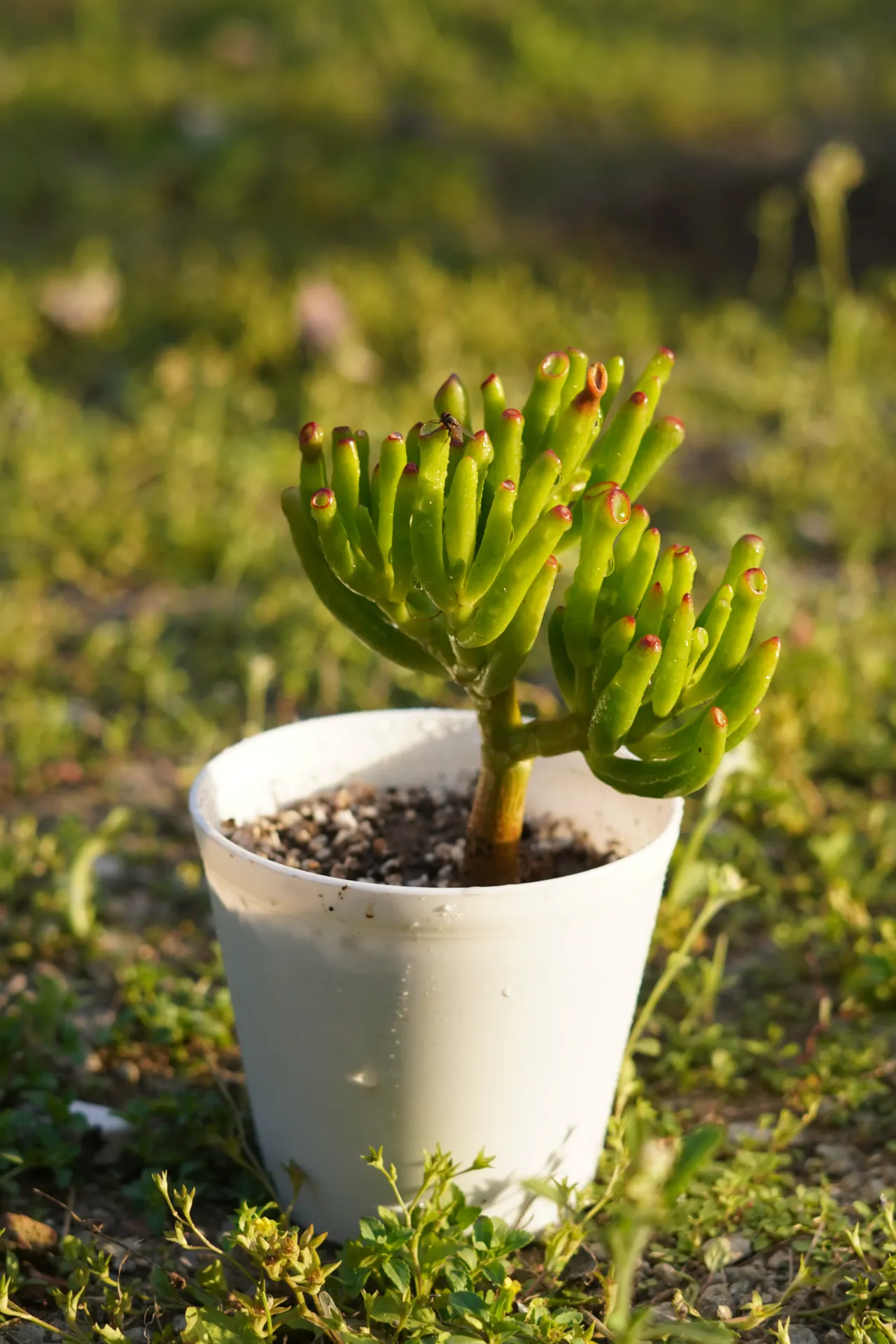 [057] Gollum Jade – Unique Succulent Plant [Crassula ovata ‘Gollum’] (With pot)