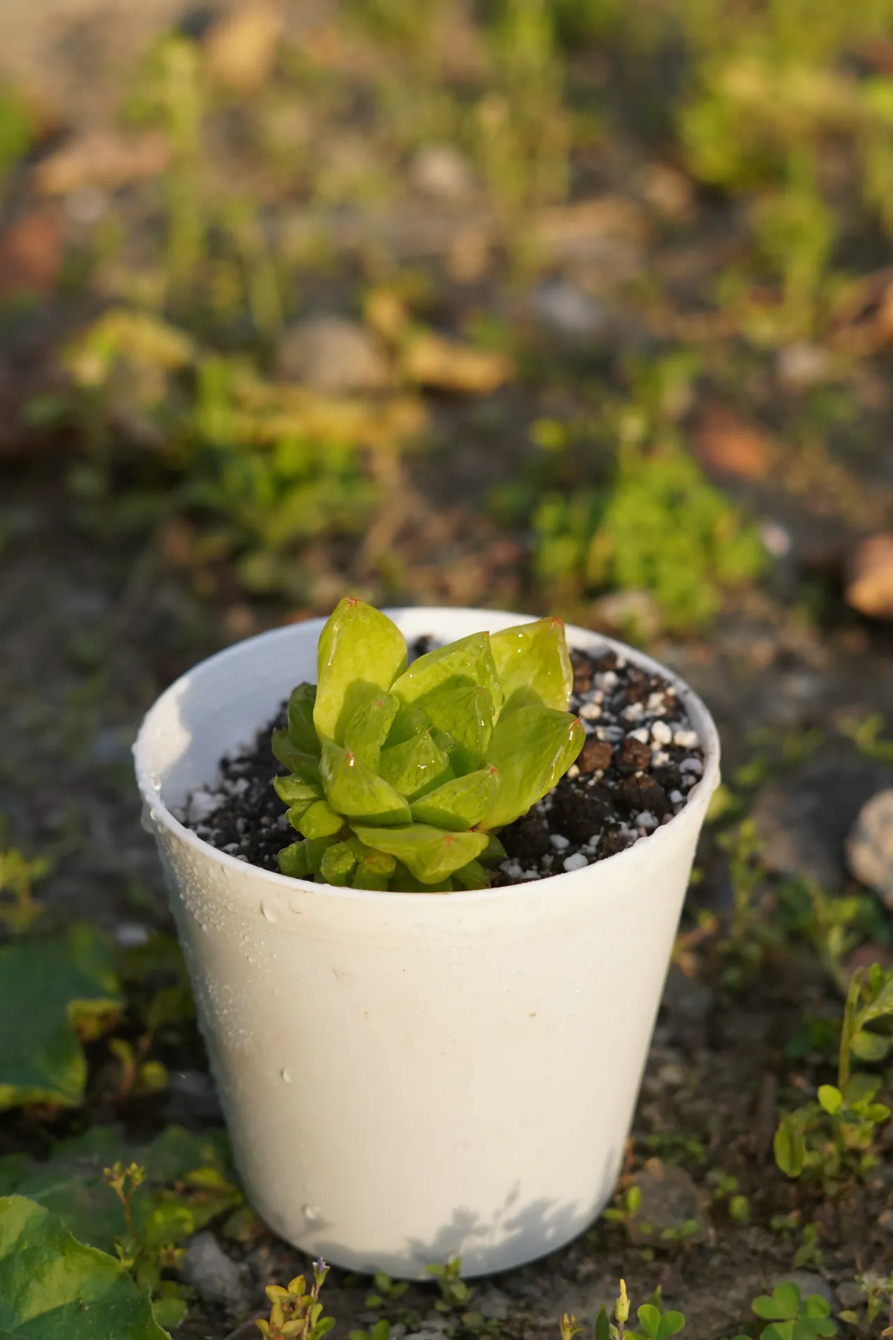 [069] Cathedral Window – Transparent Leaf Succulent Plant [Haworthia cymbiformis] (With pot)