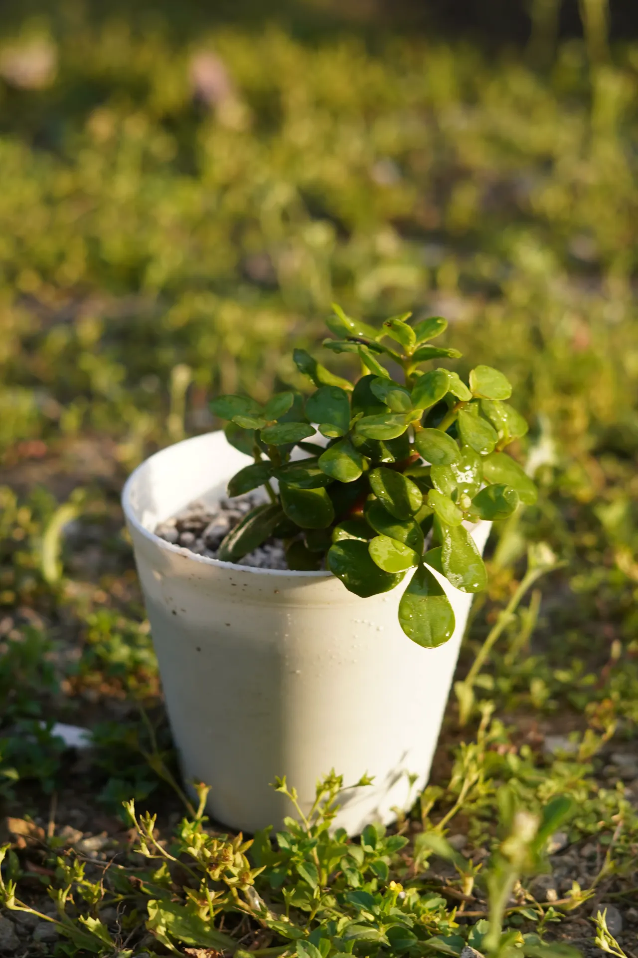 [071] Jade Plant – Lucky Indoor Succulent Plant [Crassula ovata] (With pot)