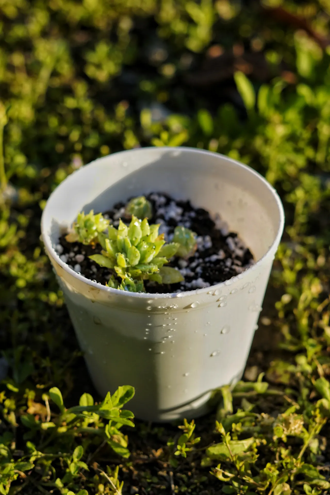 [089] Fortune Succulent (Graptopetalum macdougallii) – Rare Trailing Succulent (With pot)
