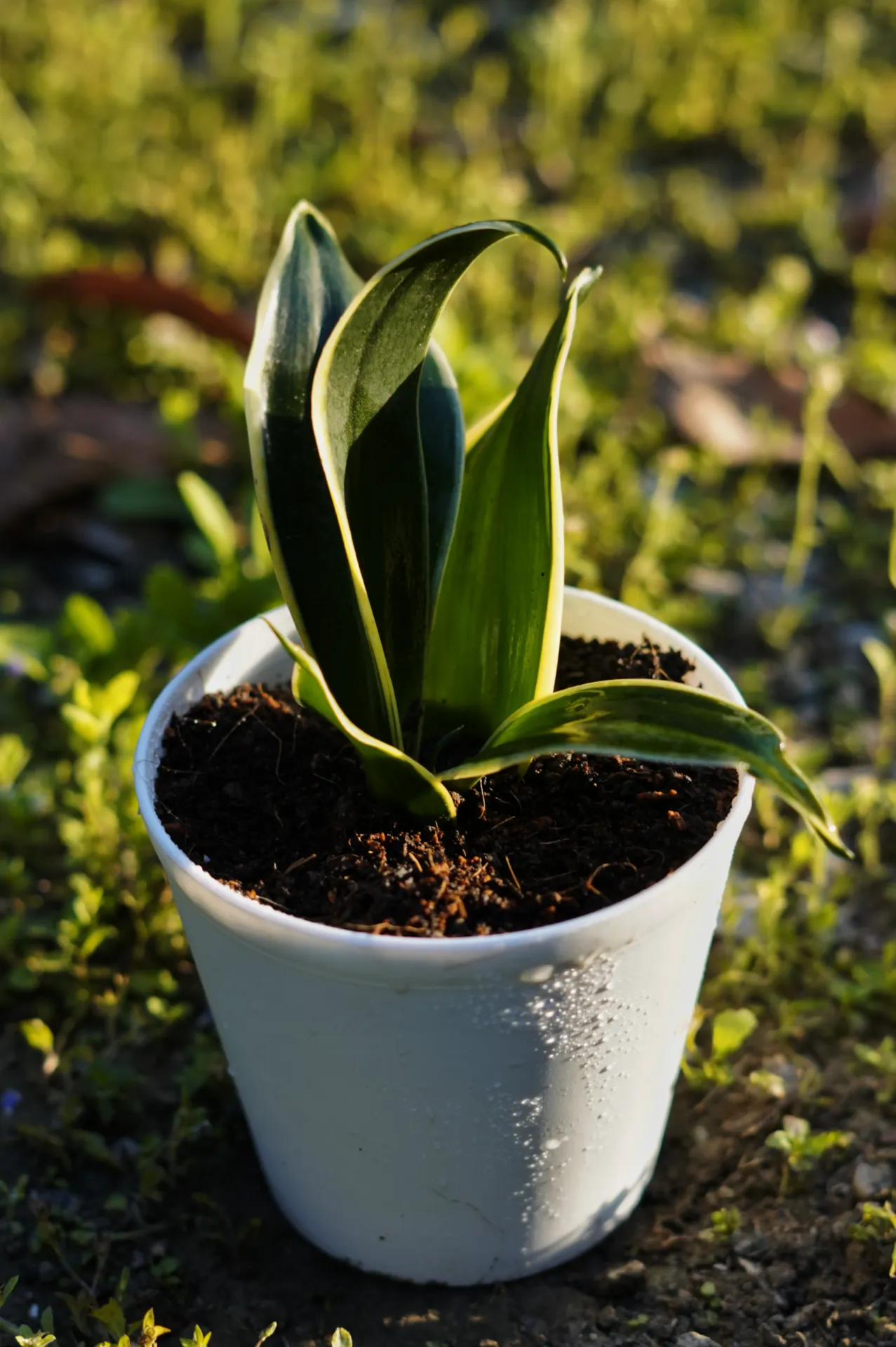 [091] Jade Dwarf Marginata (Dracaena trifasciata) – Low Maintenance Indoor Plant (With pot)