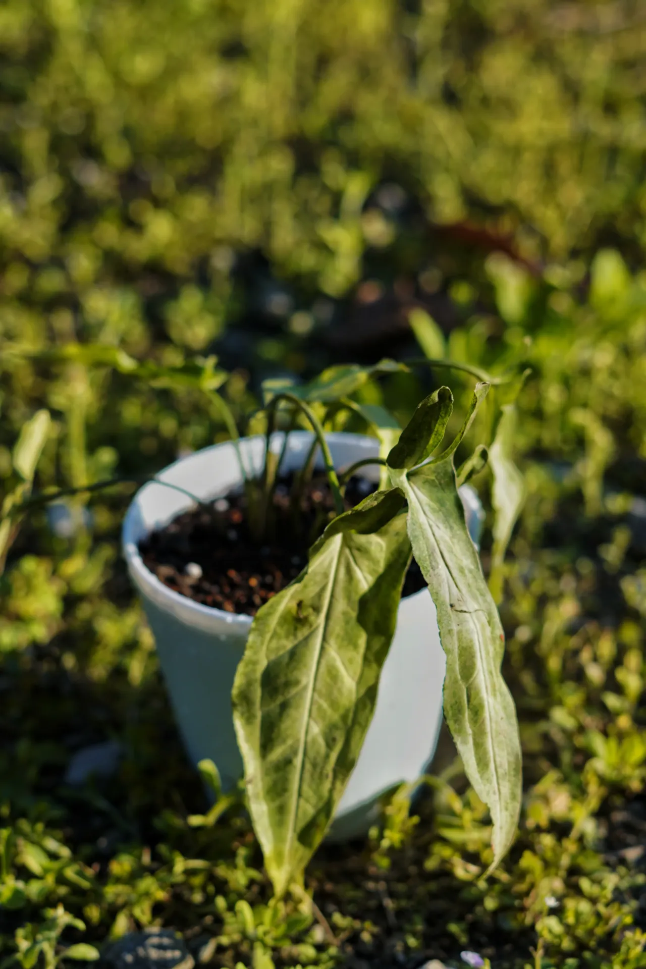 [077] Common Arrowhead Plant (Syngonium podophyllum) – Easy Indoor Foliage Plant (With pot)