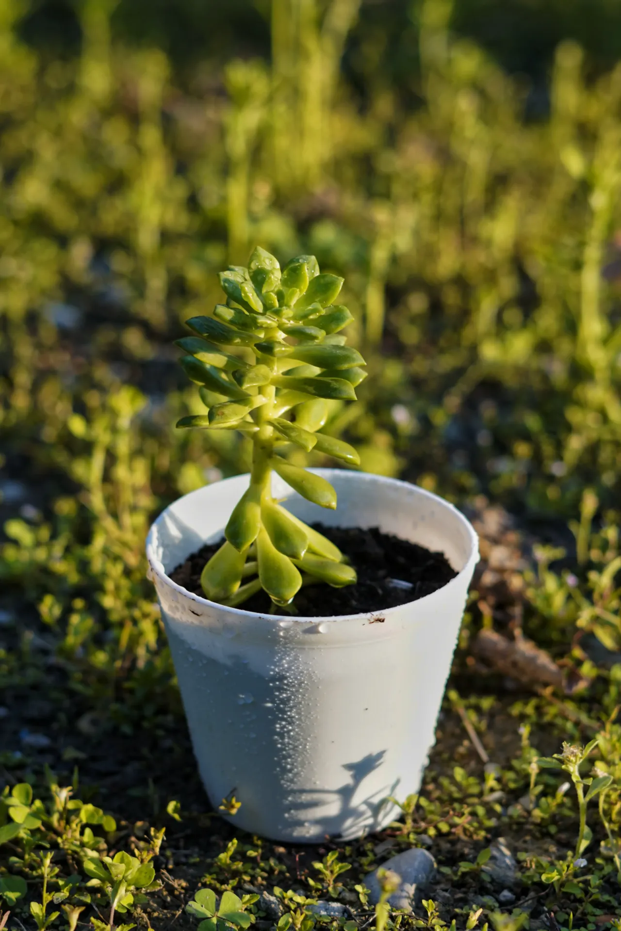 [081] Golden Sedum (Sedum adolphi) – Sun-Loving Golden Succulent (With pot)