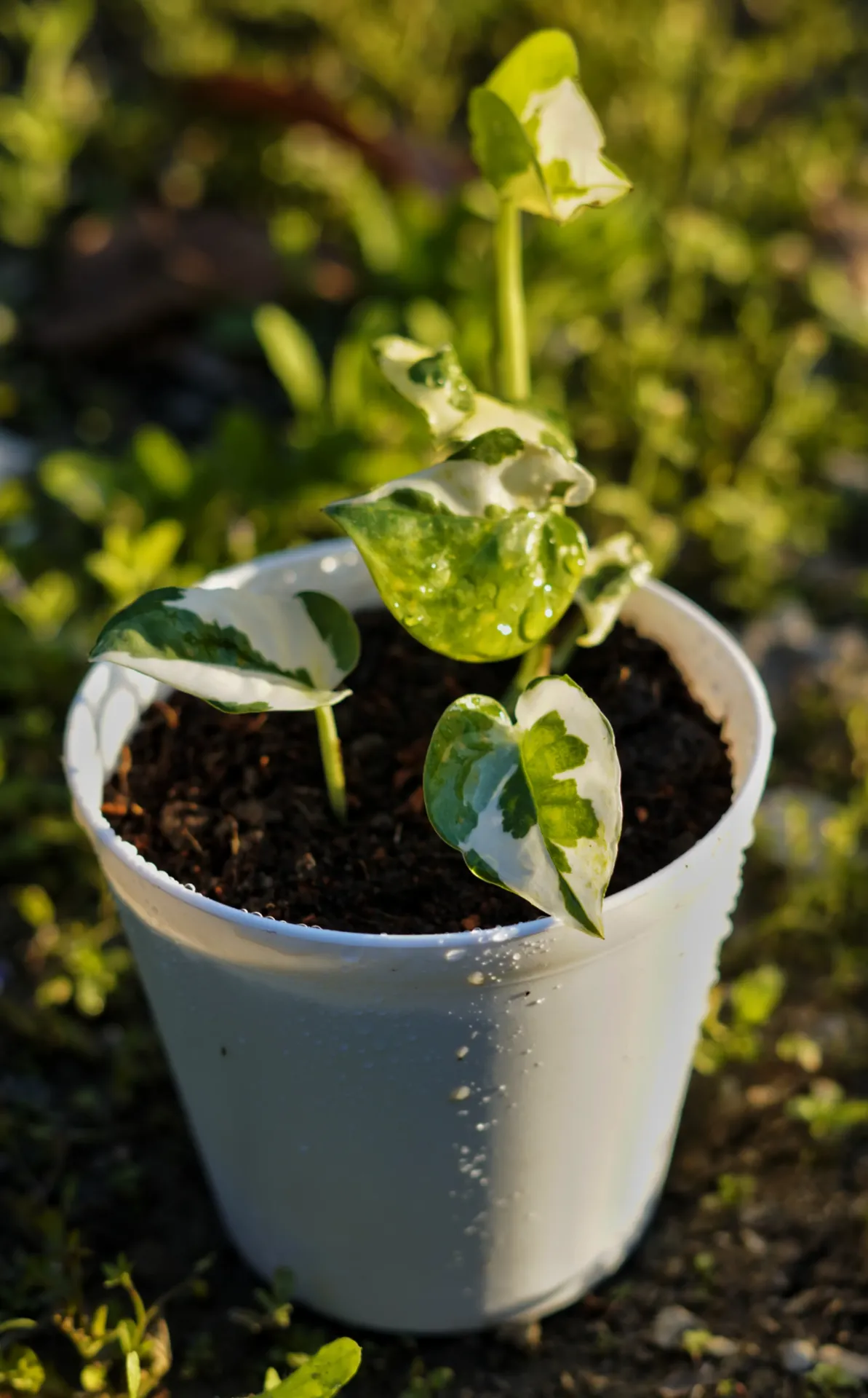 [087] Marble Queen Pothos ‘N’Joy (Epipremnum aureum) – Air Purifying Indoor Plant (With pot)