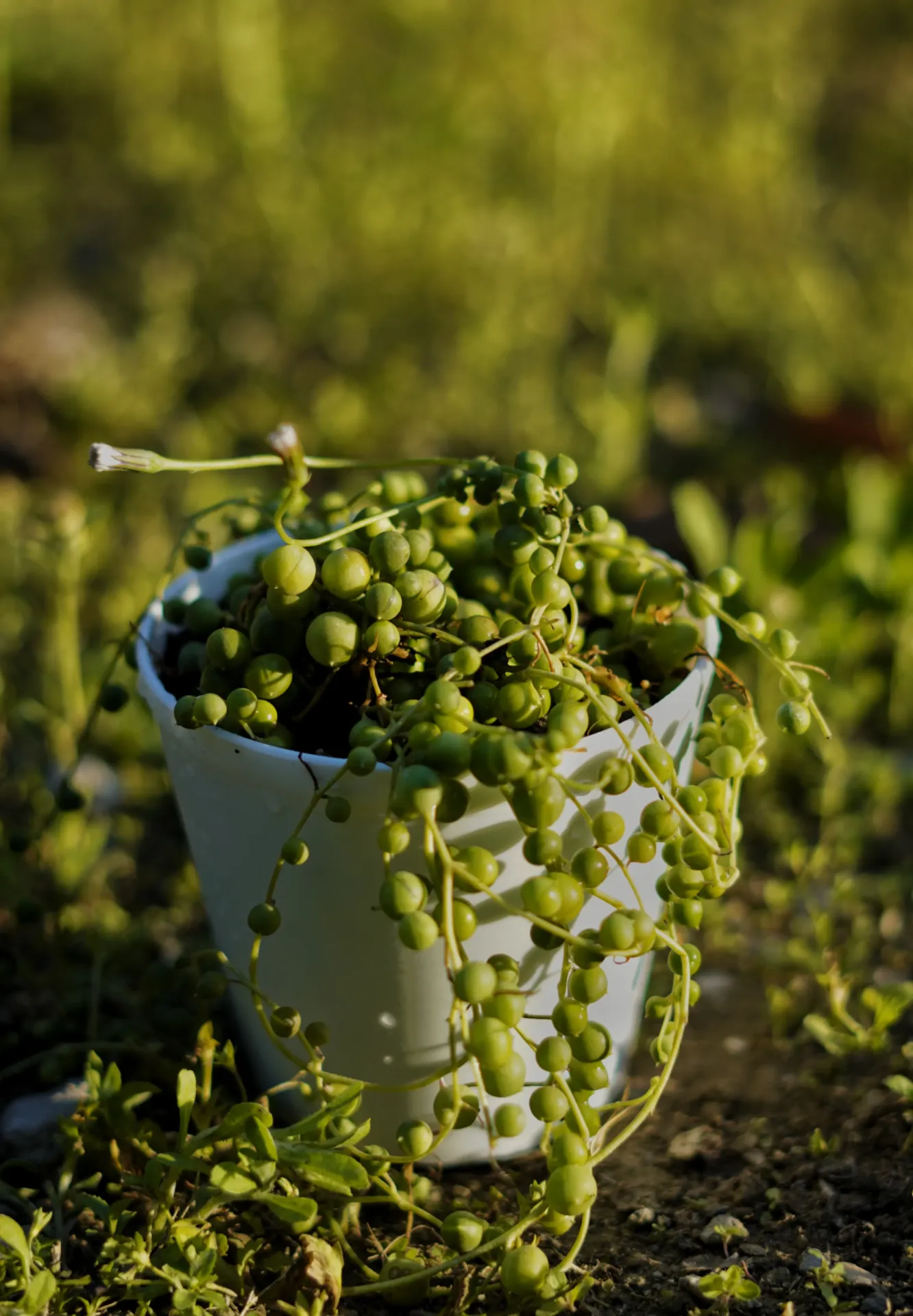 [083] String of Pearls (Senecio rowleyanus) – Hanging Succulent Indoor Plant (With pot)