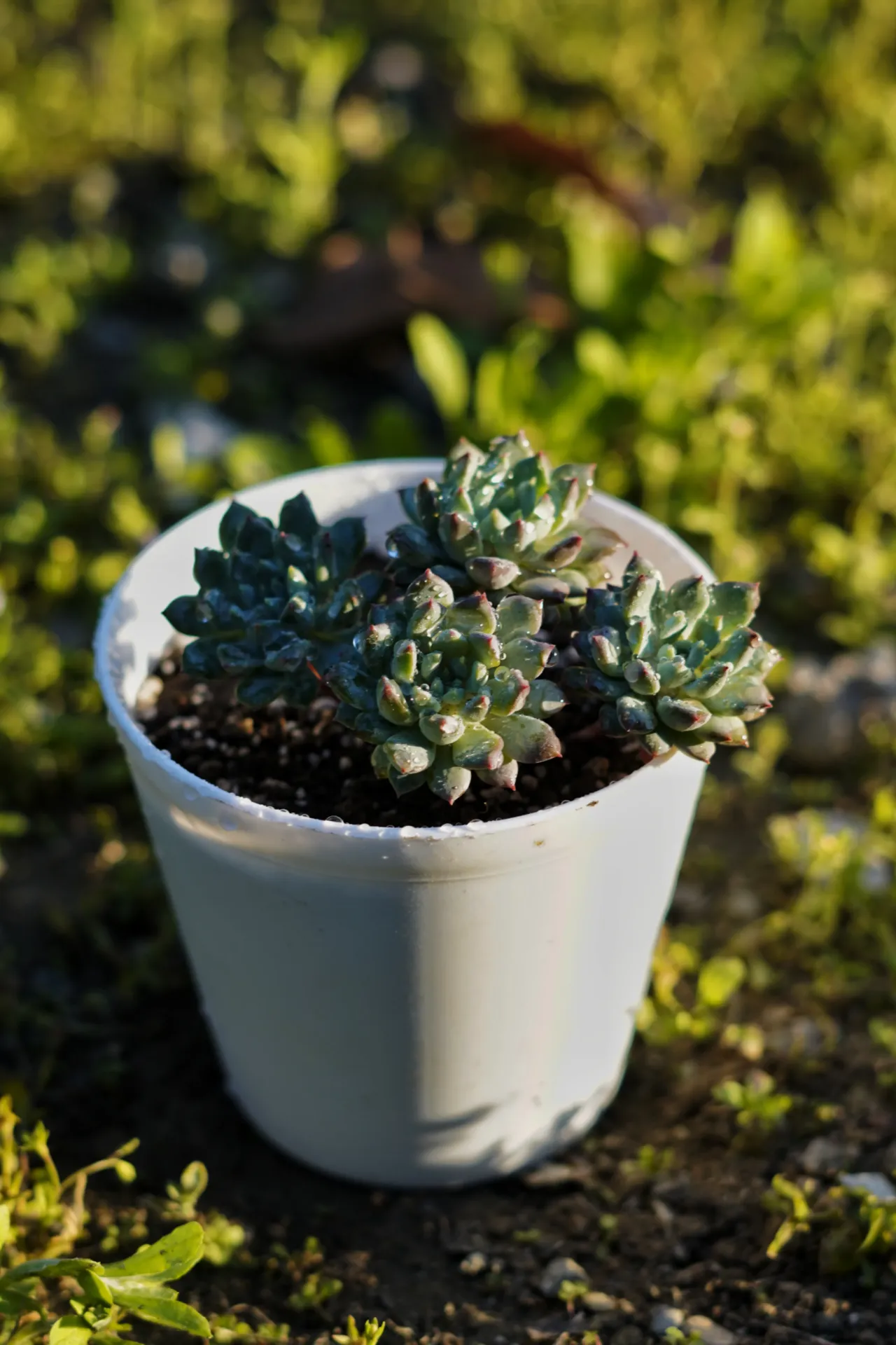 [085] Echeveria Prolifica – Fast Growing Cluster Succulent (With pot)