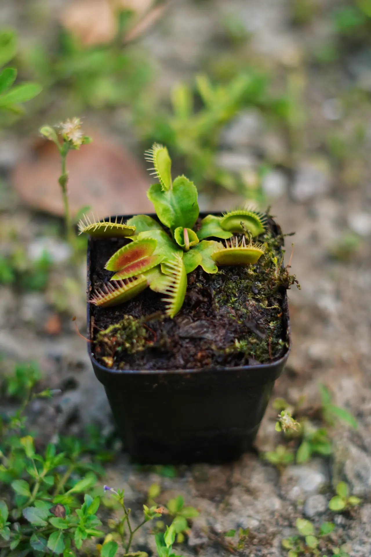 [079] Venus Flytrap – Insect Eating Carnivorous Plant (Dionaea muscipula) (With pot)