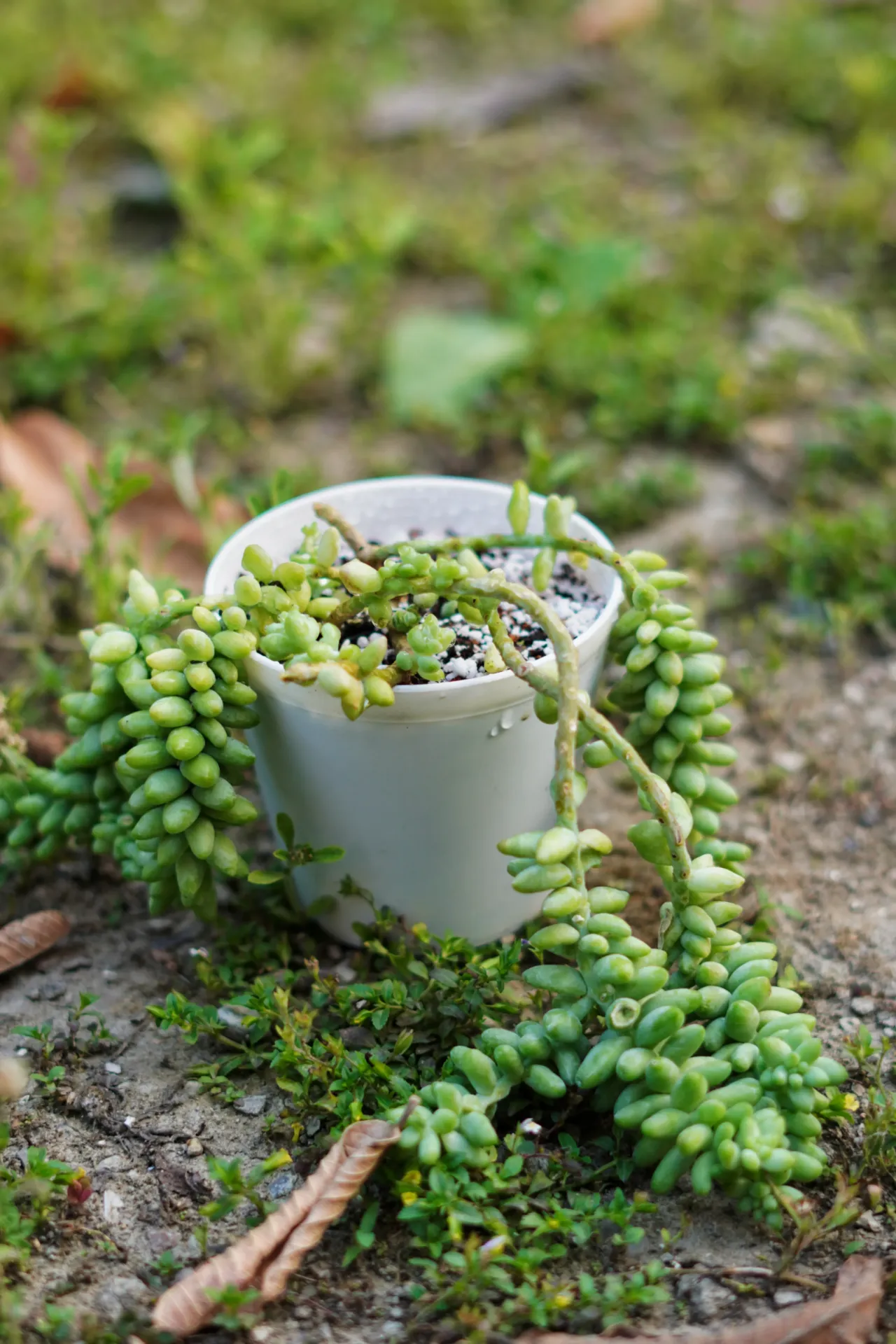 [095] Donkey’s Tail – Trailing Hanging Succulent Plant [Sedum morganianum] (With pot)