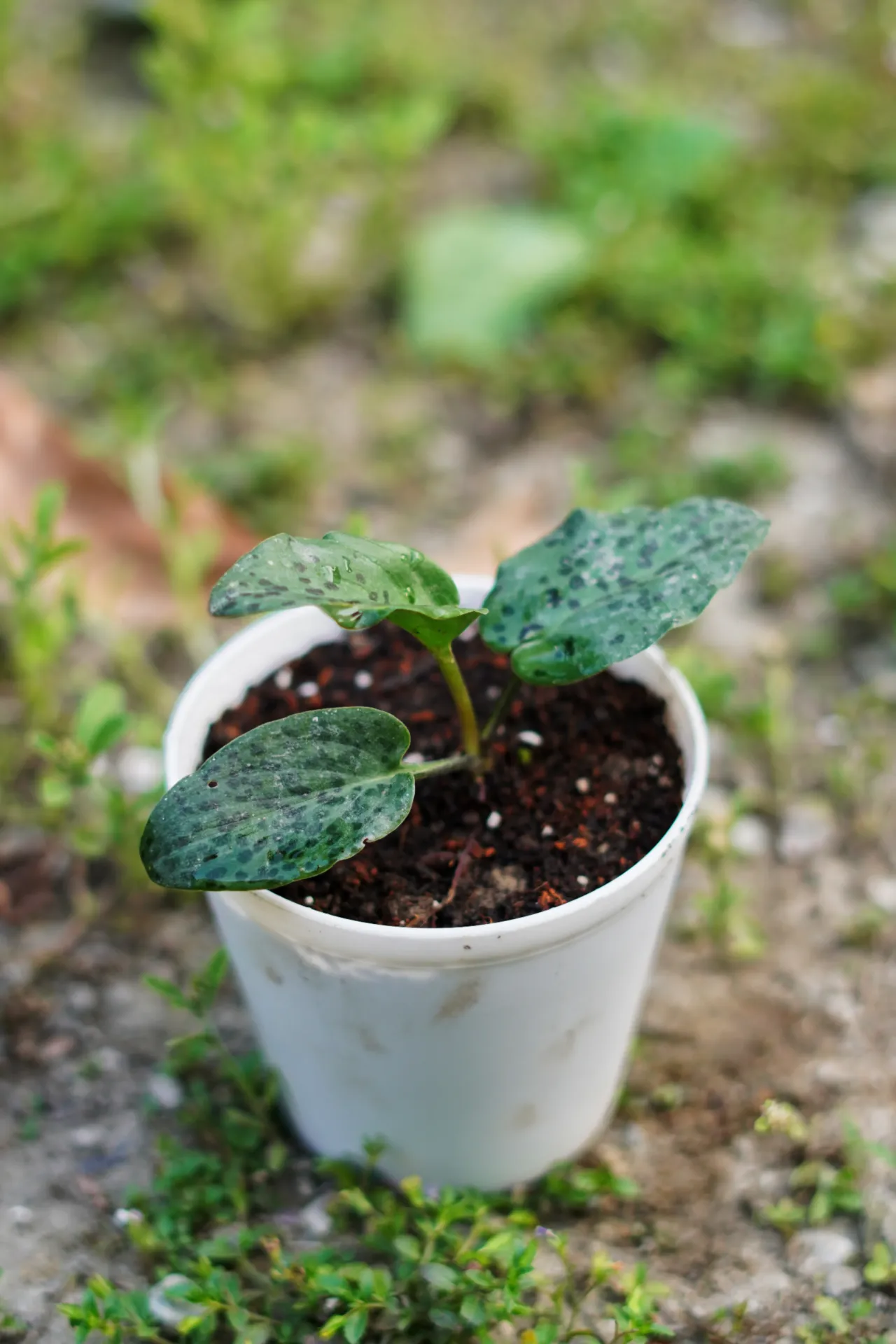 [093] Leopard Lily – Spotted Indoor Foliage Plant [Drimiopsis maculata] (With pot)