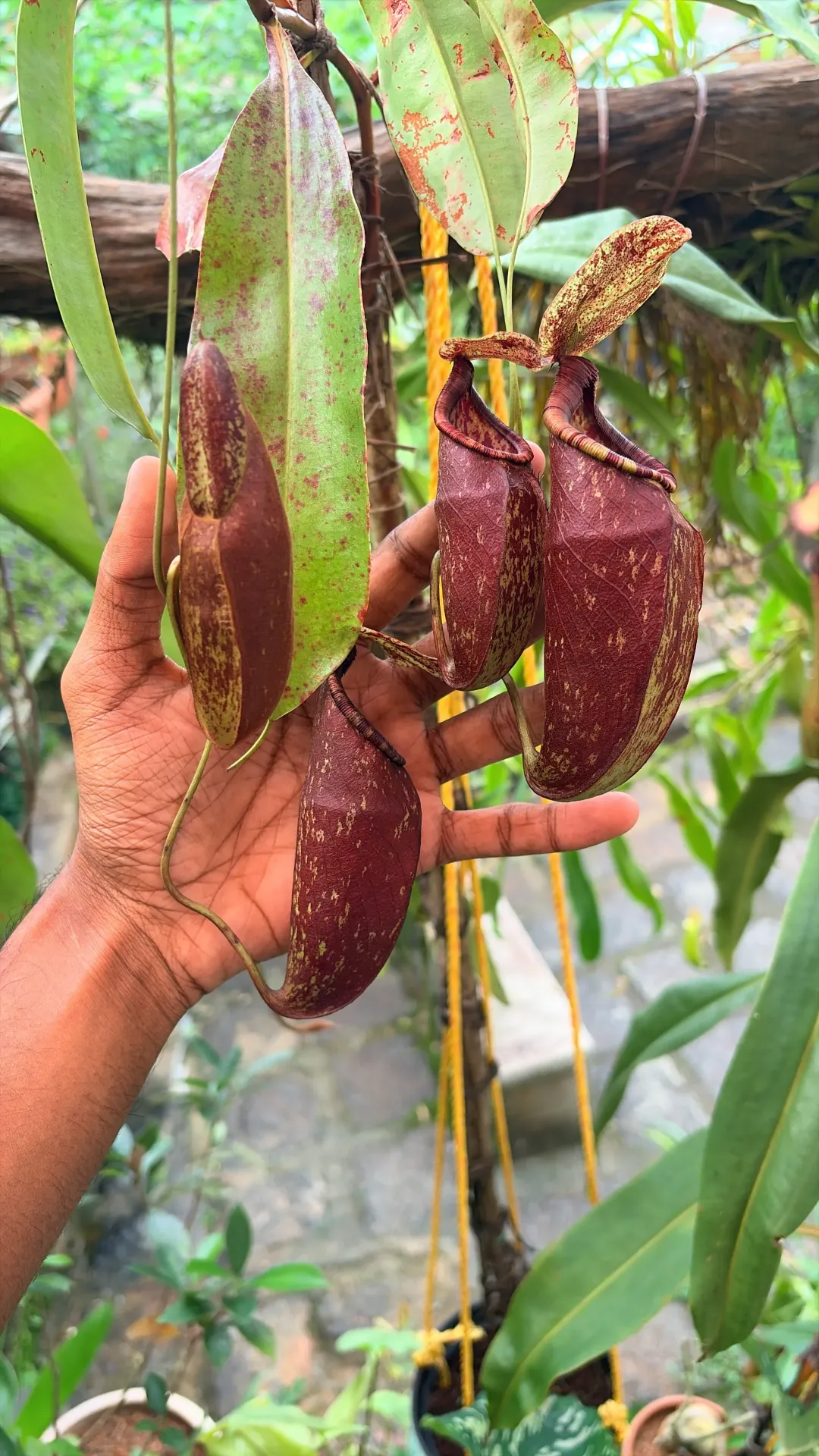 Nepenthes rafflisiana hybrids