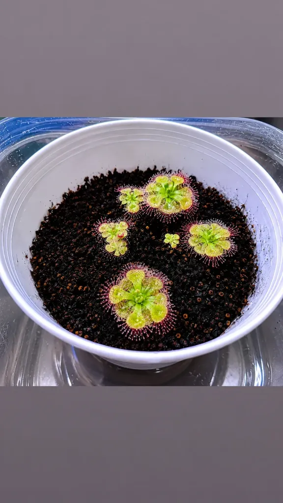 Tropical sundew [Dorsera burmannii]