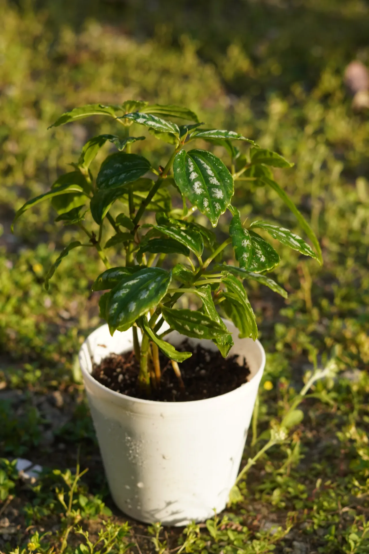 [003] Aluminum Plant – Decorative Indoor Foliage Plant [Pilea cadierei] (With pot)