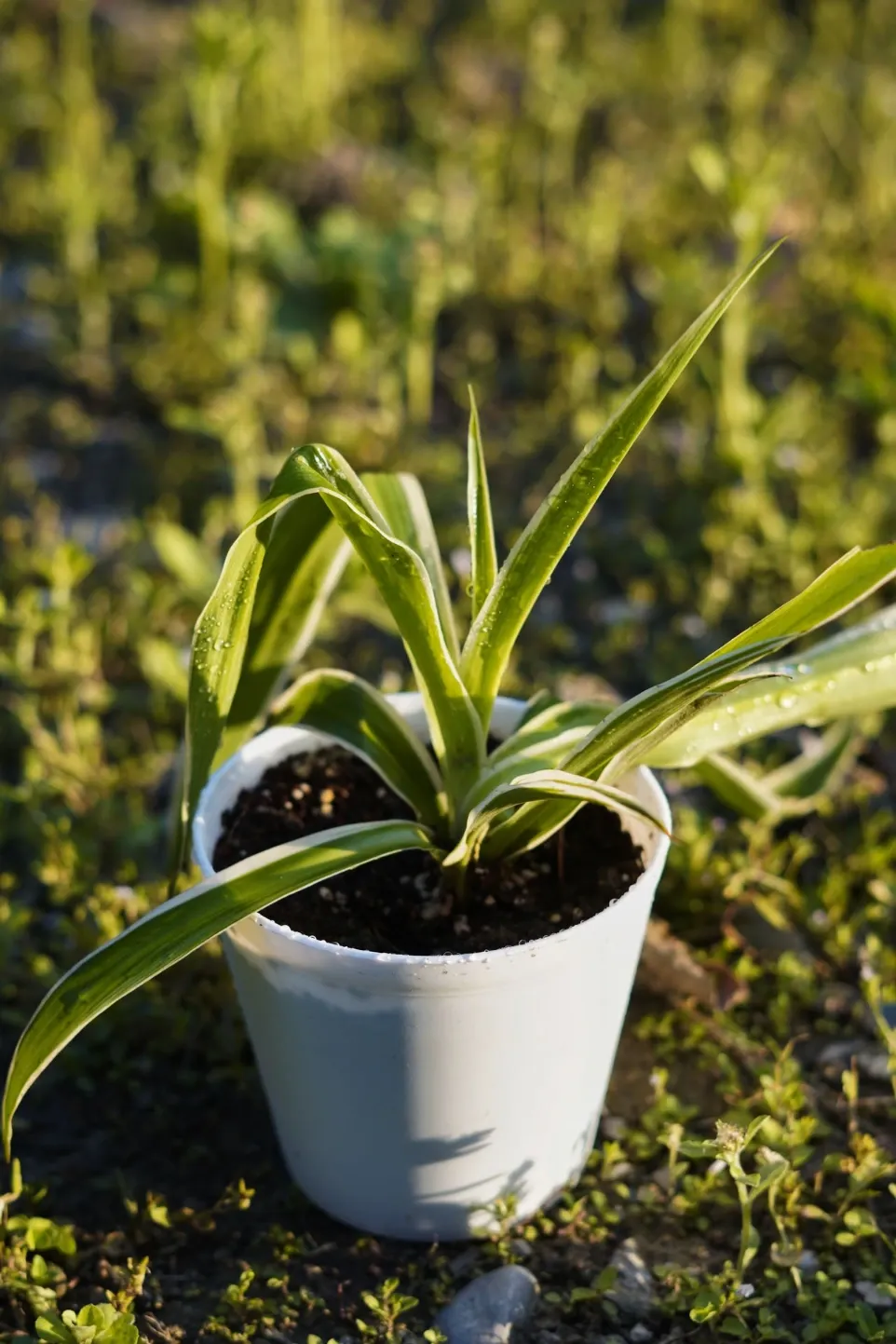 [041] Spider Plant – Easy Air Purifying Indoor Plant [Chlorophytum comosum] (With pot)