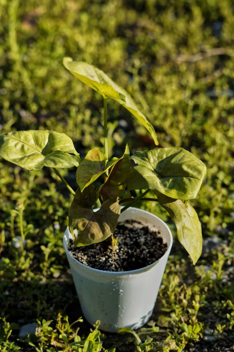 [045] Syngonium – Easy Indoor Arrowhead Plant [Syngonium podophyllum] (With pot)