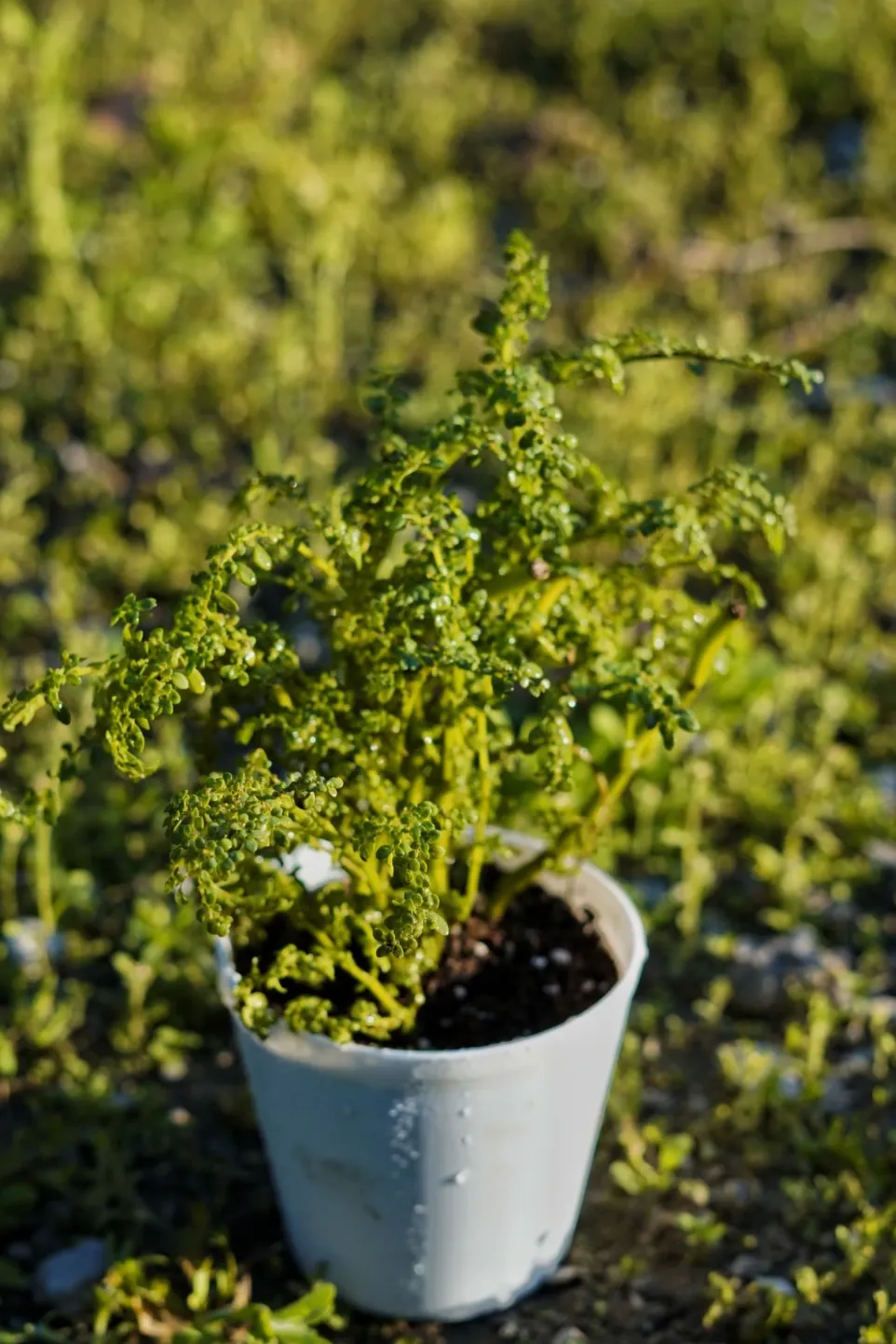[005] Artillery Plant – Low Maintenance Indoor Plant [Pilea microphylla] (With pot)