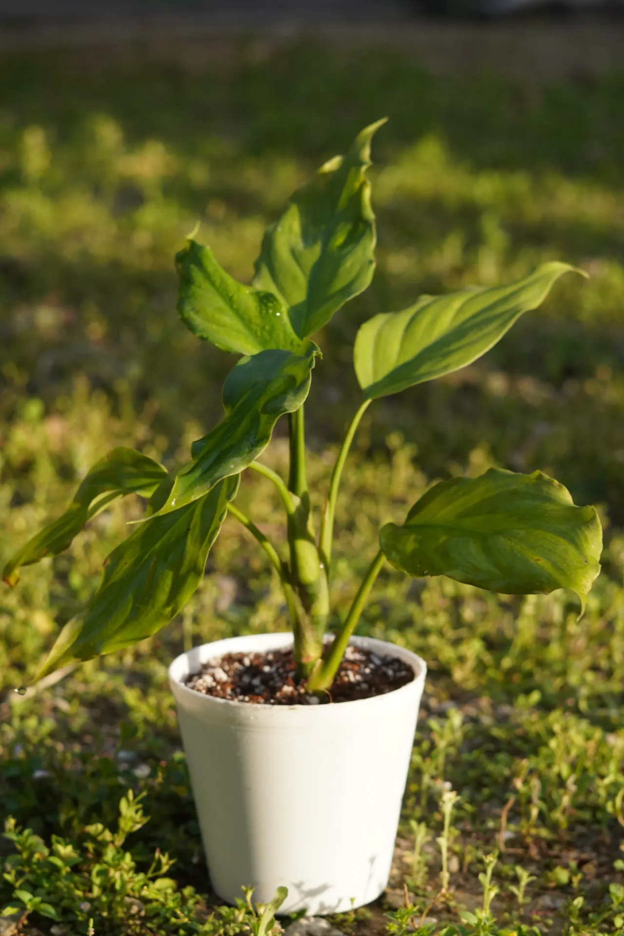 [001] Aglaonema – Low Light Indoor Plant [Aglaonema spp.] (With pot)