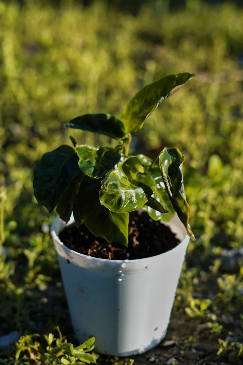 [033] Prayer Plant – Decorative Indoor Houseplant [Maranta leuconeura] (With pot)