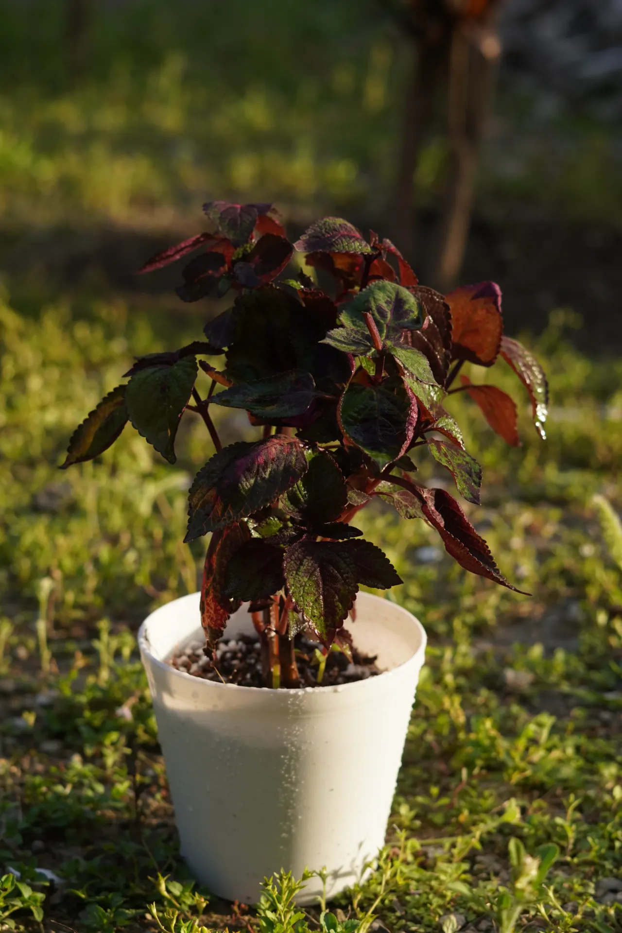 [011] Coleus – Colorful Foliage Garden Plant [Coleus scutellarioides] (With pot)