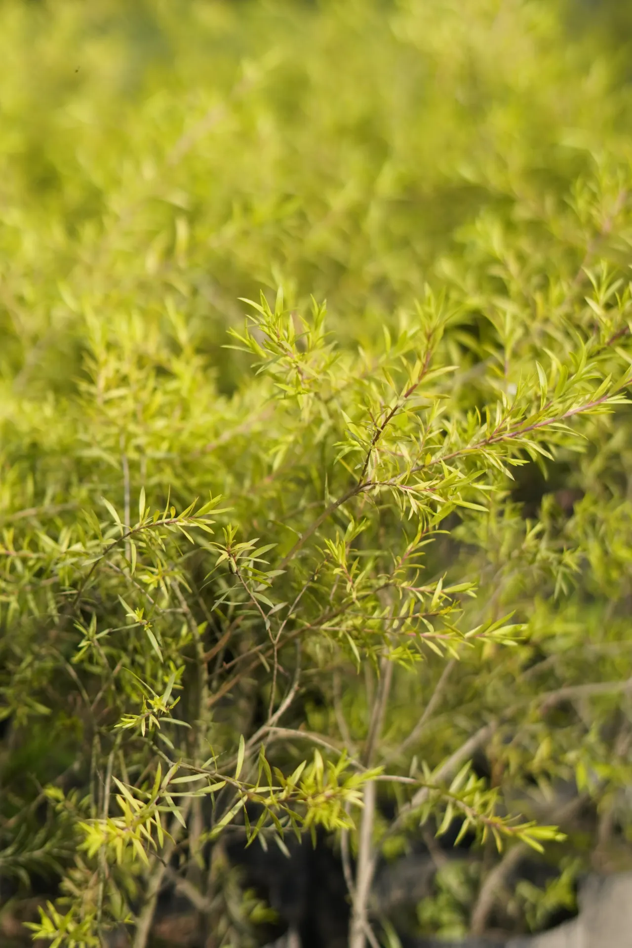 [025] Lemon Bottlebrush – Flowering Garden Shrub [Callistemon citrinus] (With pot)