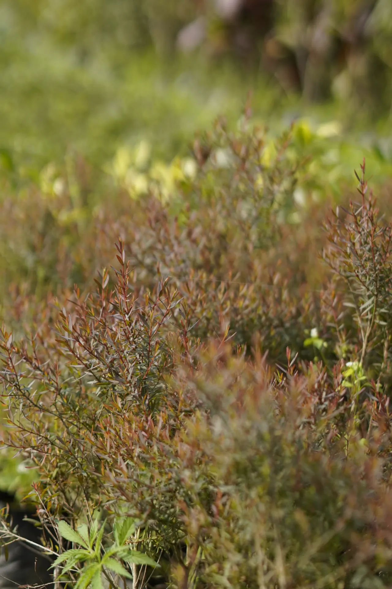 [047] Weeping Bottlebrush – Ornamental Flowering Tree [Callistemon viminalis] (With pot)