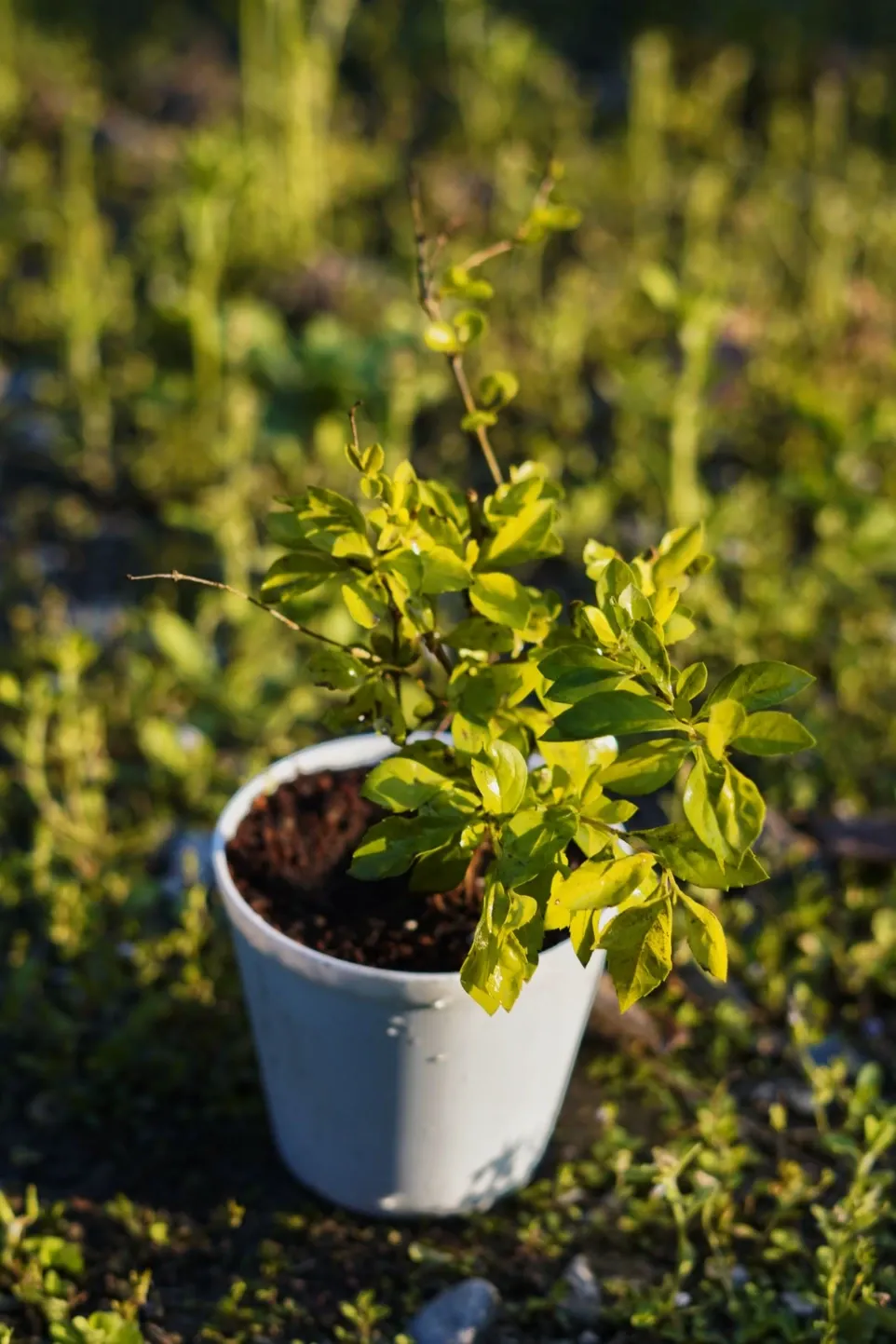 [019] Golden Dewdrop – Flowering Hedge Plant [Duranta erecta] (With pot)