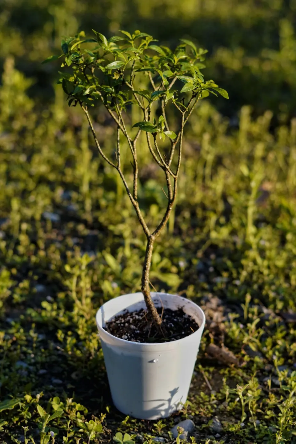 [023] Crape Jasmine – Fragrant Flowering Plant [Tabernaemontana divaricata] (With pot)