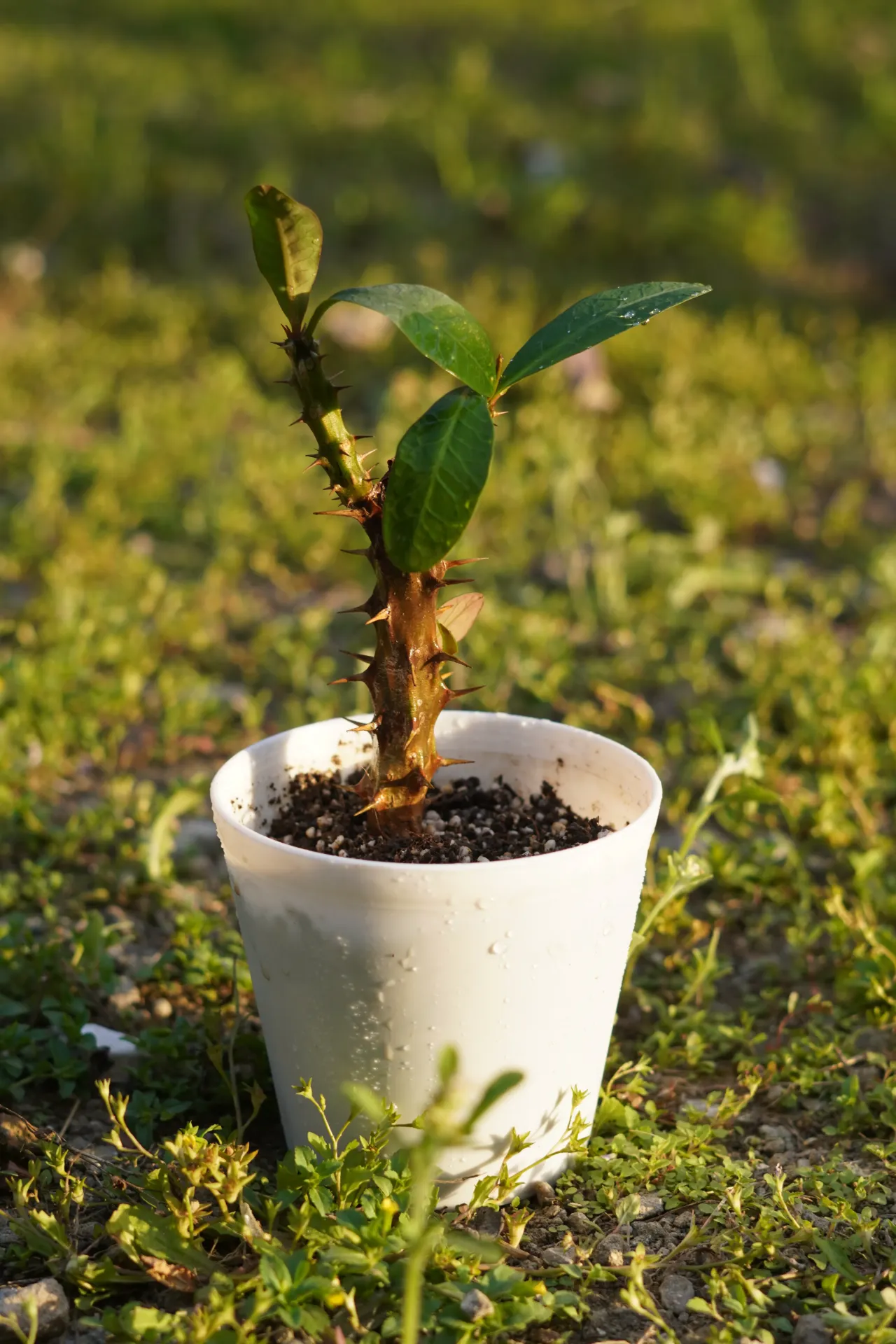 [009] Christ Thorn – Flowering Succulent Plant [Euphorbia milii] (With pot)