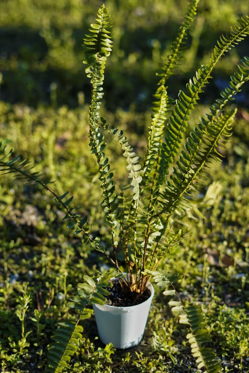 [007] Boston Fern – Indoor Hanging Fern Plant [Nephrolepis exaltata] (With pot)