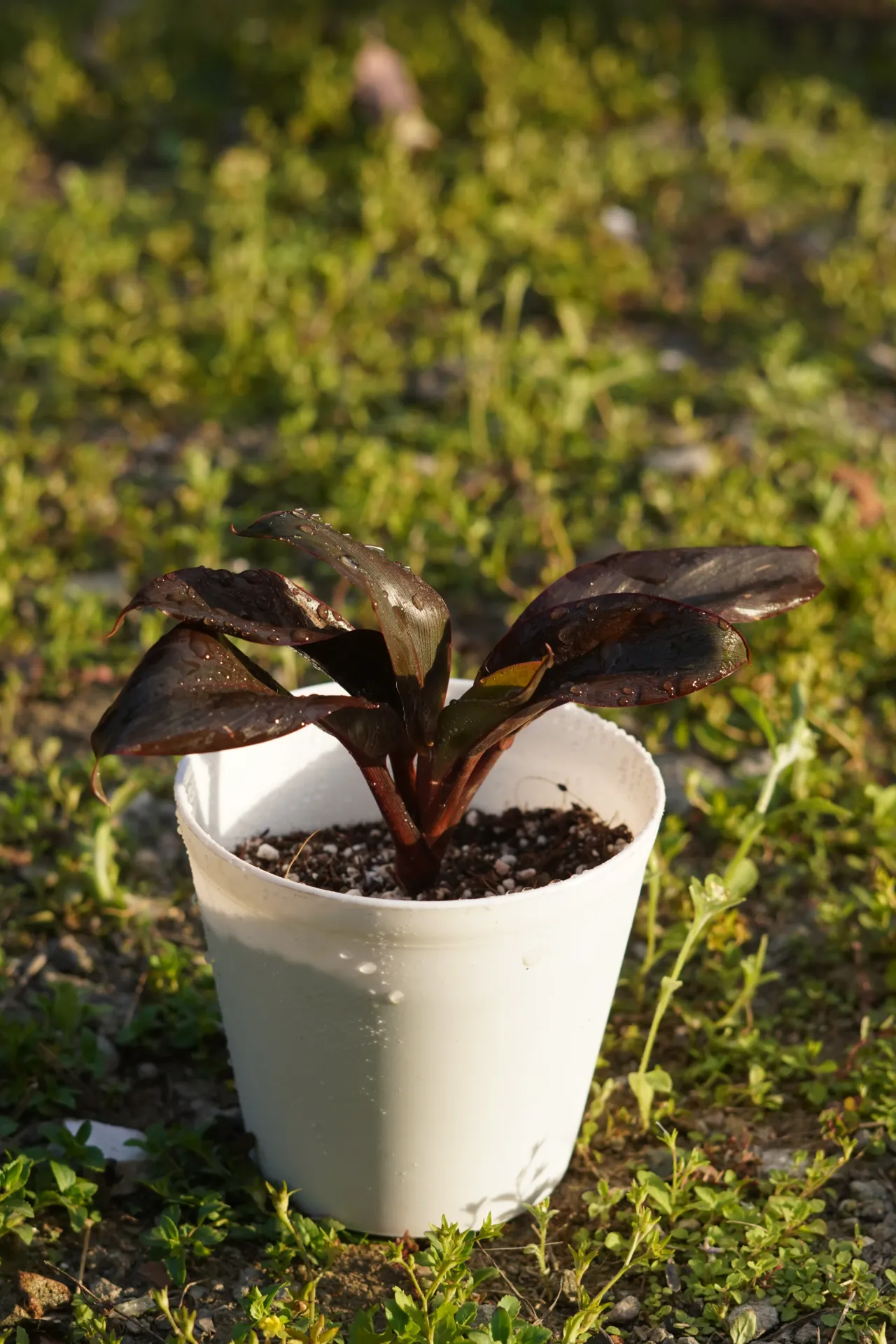 [013] Cordyline – Colorful Tropical Foliage Plant [Cordyline fruticosa] (With pot)