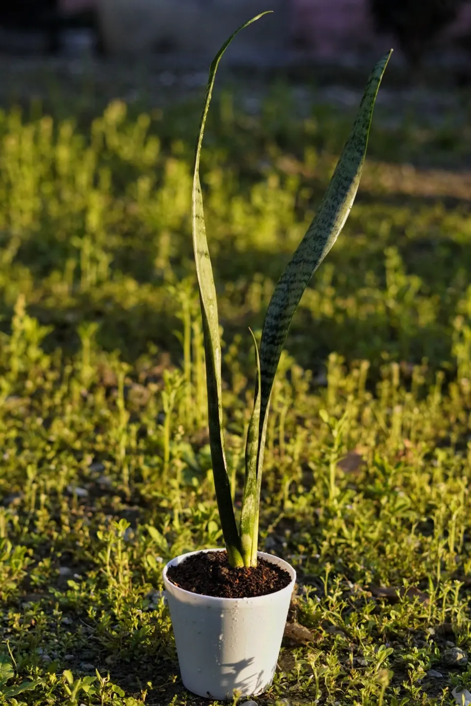 [039] Snake Plant – Hardy Air Purifying Houseplant [Dracaena trifasciata] (With pot)