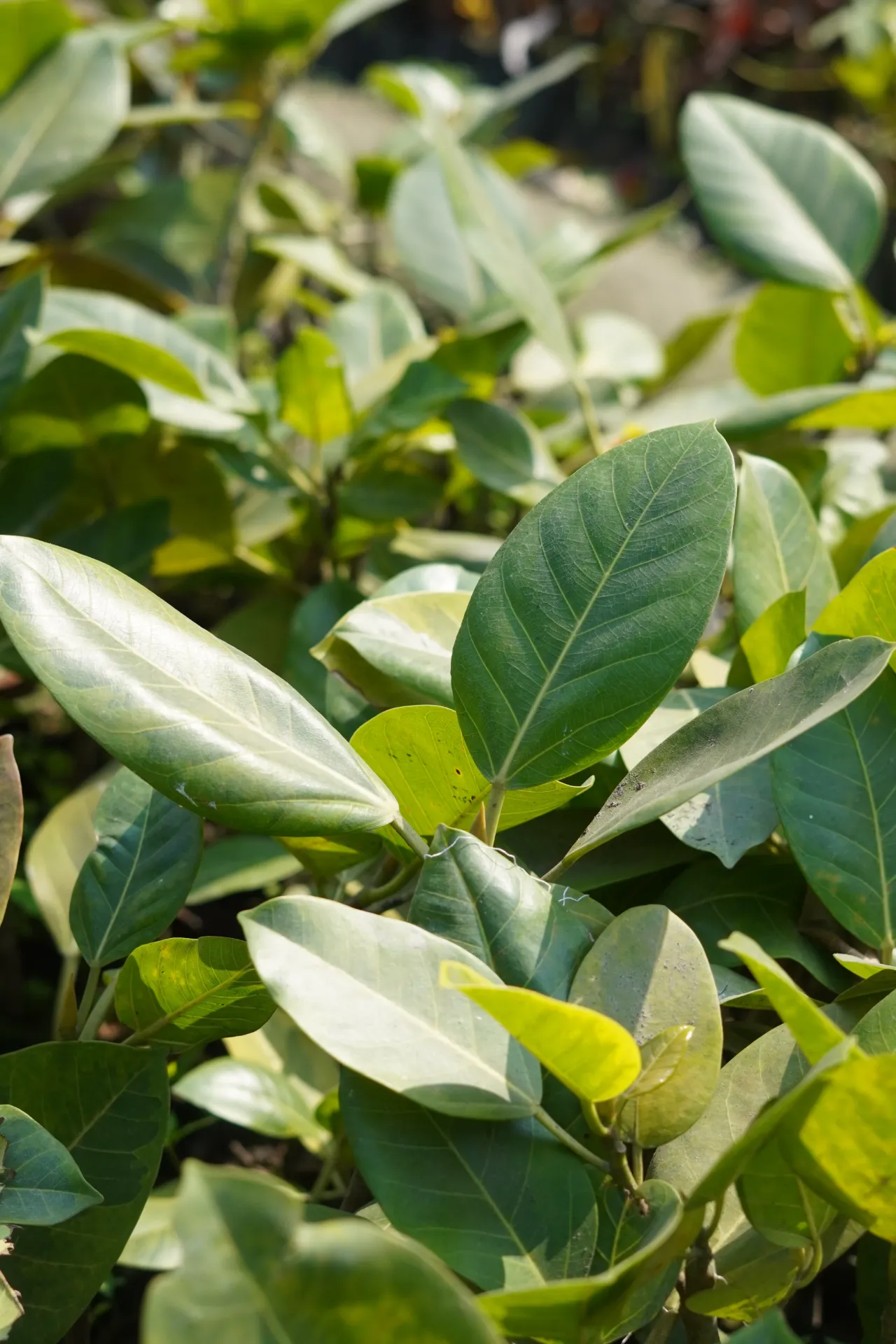 [037] Rubber Plant – Air Purifying Indoor Plant [Ficus elastica] (With pot)