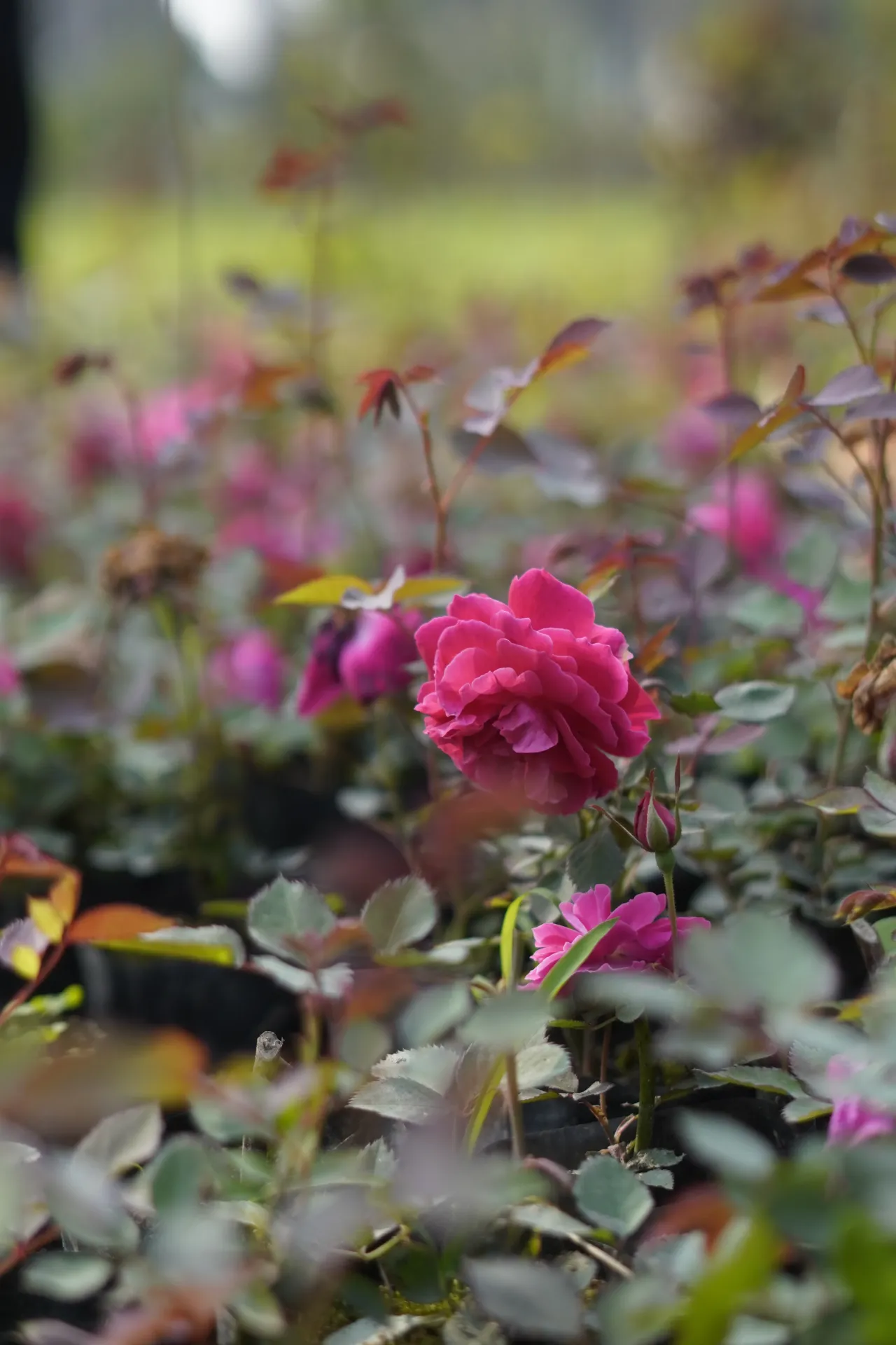 [035] Rose – Outdoor Flowering Plant [Rosa indica] (With pot)